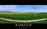 009 Rapsfeld in Bad Soden.jpg
