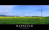 010 Rapsfeld in Bad Soden.jpg