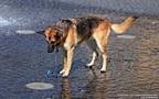 001 Hund spielt mit einem Wasserstrahl.jpg