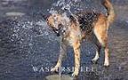 002 Hund spielt mit einem Wasserstrahl.jpg