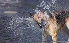 003 Hund spielt mit einem Wasserstrahl.jpg