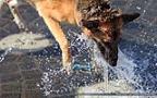005 Hund spielt mit einem Wasserstrahl.jpg