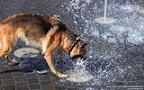 006 Hund spielt mit einem Wasserstrahl.jpg