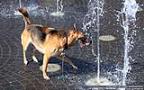007 Hund spielt mit einem Wasserstrahl.jpg