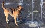008 Hund spielt mit einem Wasserstrahl.jpg