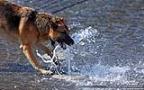 010 Hund spielt mit einem Wasserstrahl.jpg