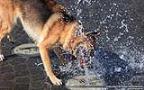 011 Hund spielt mit einem Wasserstrahl.jpg
