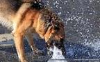 012 Hund spielt mit einem Wasserstrahl.jpg