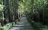 117 Weg im Jamshidiye Park.jpg