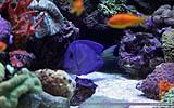 012 Fische im Aquarium.jpg